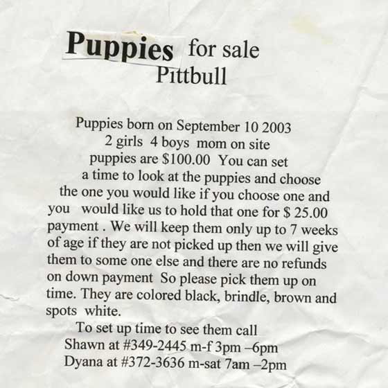 puppies for sale flyers